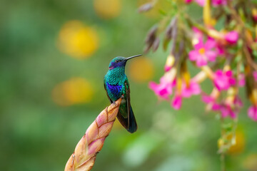 Obraz premium A vibrant Sparkling Violetear hummingbird with iridescent green feathers and purple ear patches perched on a branch at the Santuario de colibríes in the Sacred Valley, Peru.
