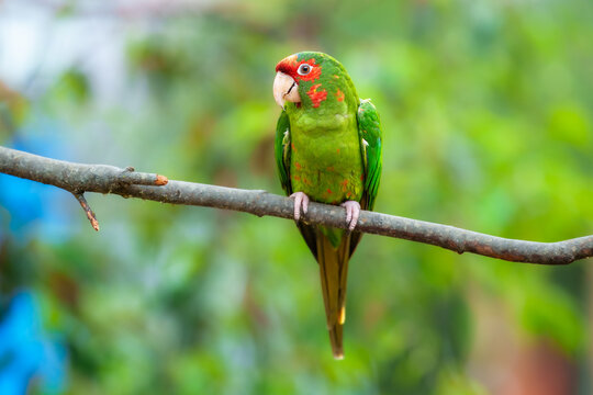 A vibrant Mitred Parakeet (Psittacara mitratus) with iridescent green feathers and a red forehead perched on a branch at the Santuario de colibr&iacute;es, Sacred Valley, Peru.
