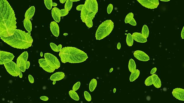 Vibrant green mint leaves gently falling in slow motion against a deep black background. Clean, high-contrast footage highlighting fresh herbs, natural texture, and organic move