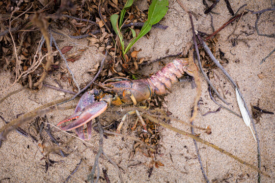 A lobster on the sand on Block Island off the coast of Rhode Island.