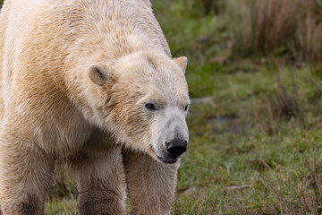 Obraz premium polar bear