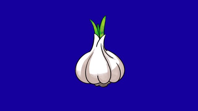 Garlic vegetable grow cartoon animation on blue screen