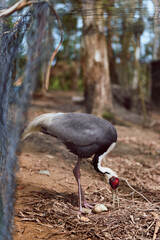 Obraz premium Crane bird egg nest forest ground beak legs, adult crane tending a single egg on woodland floor in a closeup wildlife scene showing plumage detail and natural nesting behavior.
