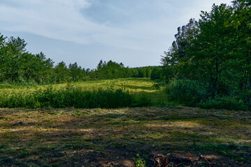 Obraz premium Meadow field grass trees landscape nature: sunlit grassy clearing with mixed trees and open meadow under blue sky, rural pasture and green vegetation in a peaceful countryside scene.