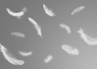 Fototapeta premium White fluffy feathers flying in air against grey background