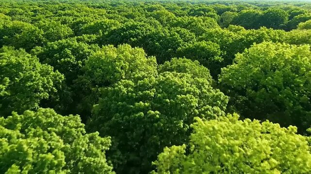 Aerial view of a lush forest with dense green trees surrounding the landscape in the generated video dc4cfed6 e56c 44a8 803f bea6576ea575 1080 mp4 scene