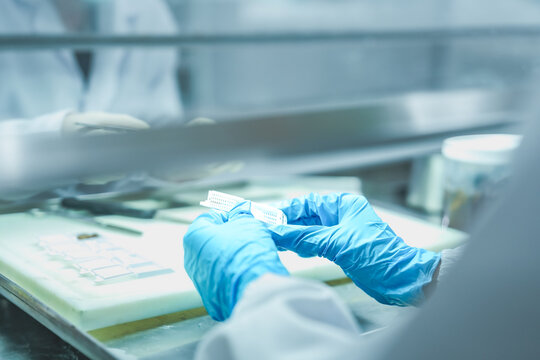 Research scientists collaborating on biological experiment workflow. Lab workers in protective gloves managing specimen cassettes in sterile biosafety cabinet. Medical team preparing tissue cassettes.