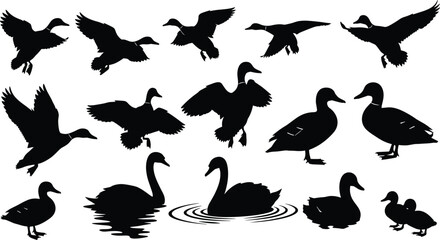 Duck and waterfowl silhouettes collection featuring flying, swimming, landing birds isolated black vector wildlife nature icon set