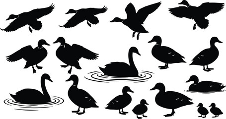 Duck and swan waterfowl silhouettes collection featuring flying, swimming, standing birds isolated black vector wildlife nature icon set