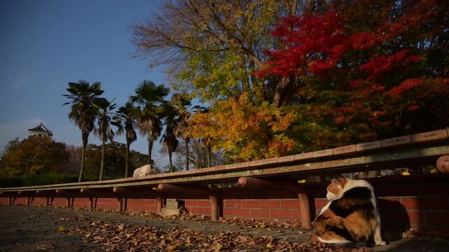 秋の長浜城公園でくつろぐ三毛猫と白猫 （滋賀県長浜市, 2025年12月）