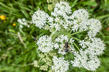Gl&auml;nzende Keilfleckschwebfliege auf Wiesen-B&auml;renklau