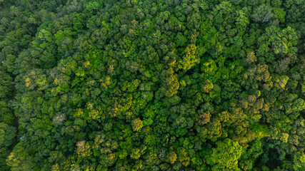 Naklejka premium aerial view of dark green forest Abundant natural ecosystems of rainforest. Concept of nature forest preservation and reforestation. 