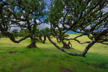 Obraz premium Ancient twisted Til trees covered in moss at the mystical Fanal Forest, a UNESCO World Heritage site in the mountains of Madeira, Portugal.