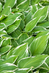 Fototapeta premium Green hosta leaves with white edges and water drops in garden