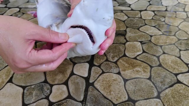 Hands holding and opening the mouth of a baby shark, revealing sharp teeth and pink gills inside, on a wet tiled stone floor with water droplets.