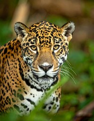 Obraz premium Close-up of a jaguar in lush green foliage, looking at the viewer