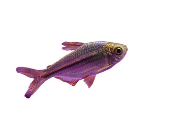 Obraz premium a fish in a tank with purple rocks