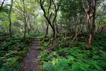Fototapeta premium old autumn forest and fine path 