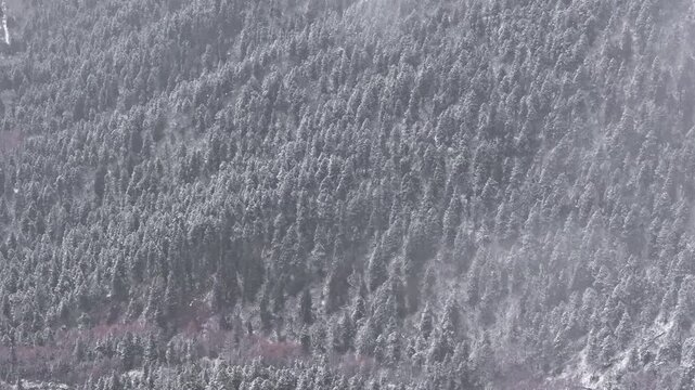 Aerial View of Frosted Forest in Bipenggou, Western Sichuan