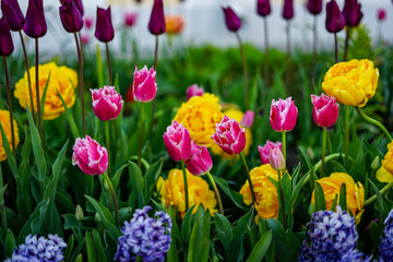 Vibrant Spring Garden with Blooming Tulips and Hyacinths