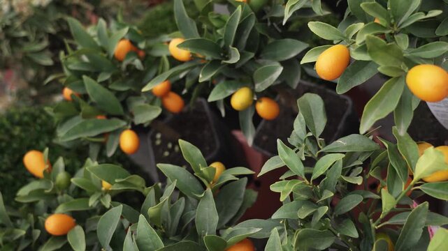 Fresh ripe kumquat fruits hanging on tree branch with green leaves in the garden