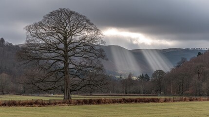Dramatic sun rays pierce through cloudy sky over a majestic bare tree in a vast rural landscape with rolling hills in winter