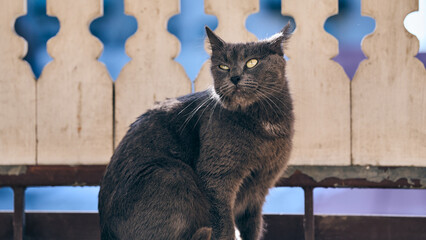 Majestic Gray Cat with Yellow Eyes