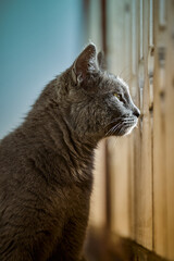 Majestic Gray Cat with Yellow Eyes