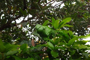 Weaver ant nest built from green leaves in tropical mango tree