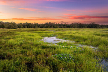 Obraz premium Florida subtropical swamp with wild vegetation in southern USA
