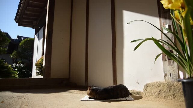 長岳寺の土間でひなたぼっこするトラ猫（奈良県天理市, 2025年12月）