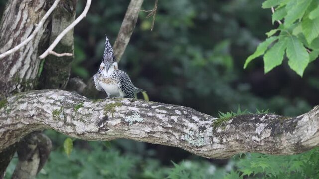 The crested kingfisher (Megaceryle lugubris) is a very large kingfisher that is native to parts of southern Asia. This photo was taken in Japan.