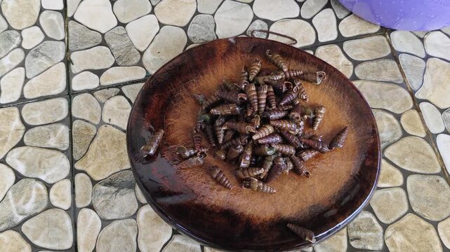 Hands scattering handfuls of live cone snails from above onto a round wooden tray, shells tumbling and piling up on the dark wooden surface, water droplets visible, tiled floor background.