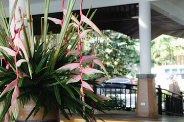 Heliconia flowers in the hotel.