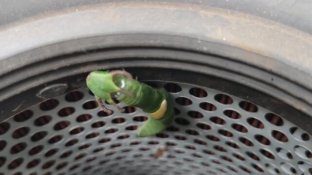 Green dragon-headed caterpillar on perforated metal air filter rim, lime body with white band and yellow saddle, brown cephalic horns, textured skin, rusty industrial background.