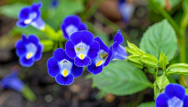 Close-up of Vibrant Blue Wishbone Flowers Blooming in a Garden.
