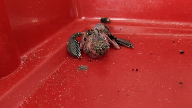 The newly hatched swiftlet chicks move actively and stretch their bodies inside the bright red plastic container.