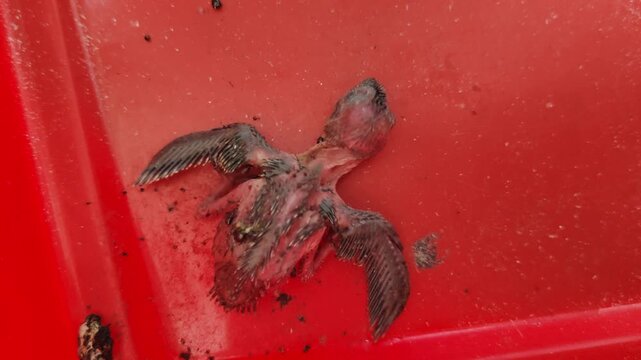 The newly hatched swiftlet chicks move actively and stretch their bodies inside the bright red plastic container.