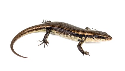 Fototapeta premium A detailed close-up shot of a skink lizard on a white background.