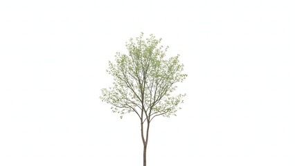 Obraz premium A single green tree with light foliage against a white background