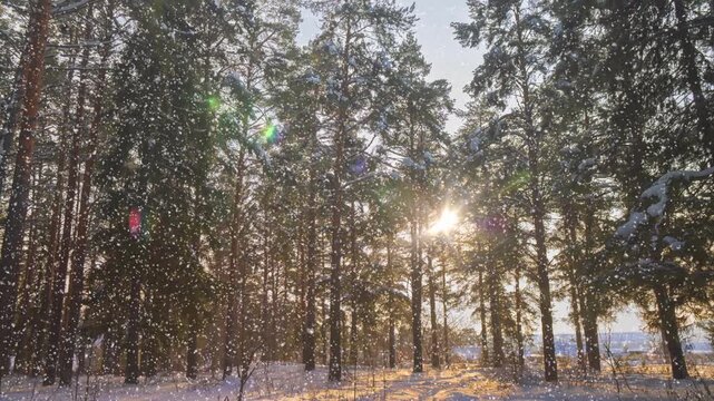 Snowfall in winter in the forest, soft snowy christmas morning with falling snow. Winter landscape. Snow covered trees.