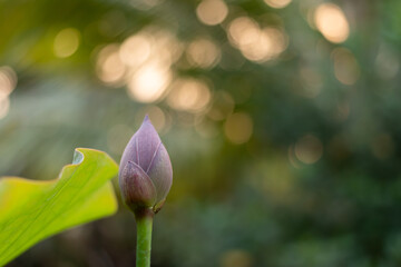 A delicate pink lotus bud about to bloom against a soft, sparkling bokeh background of a peaceful garden in morning light