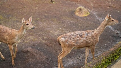 deer in the forest, looking around