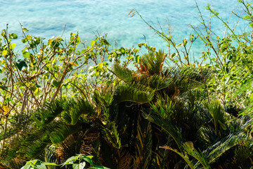 沖縄で見つけた南国の豊かな自然と文化を感じる風景