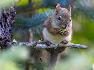 Fototapeta premium Alaskan Douglas Squirrel Snacks on a Tree Branch