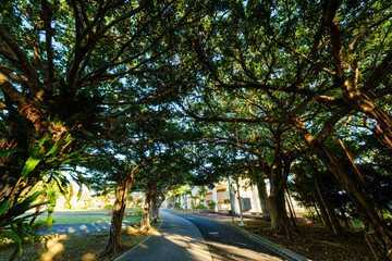 沖縄で見つけた南国の豊かな自然と文化を感じる風景
