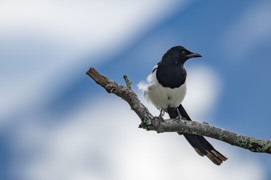 Black-Billed Magpie Strikes a Pose on a Cloudy Day