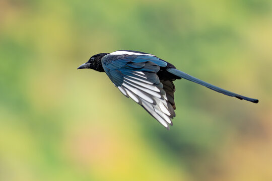 Black-Billed Magpie Strikes a Pose in Flight on a Cloudy Day