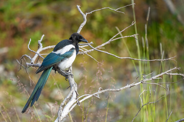 Black-Billed Magpie Strikes a Pose on a Cloudy Day