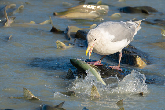 Pink Salmon Returning at Soloman Gulch Alaskan Hatchery